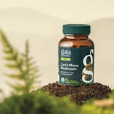 🌱Lion's Mane Mushroom 40 stk